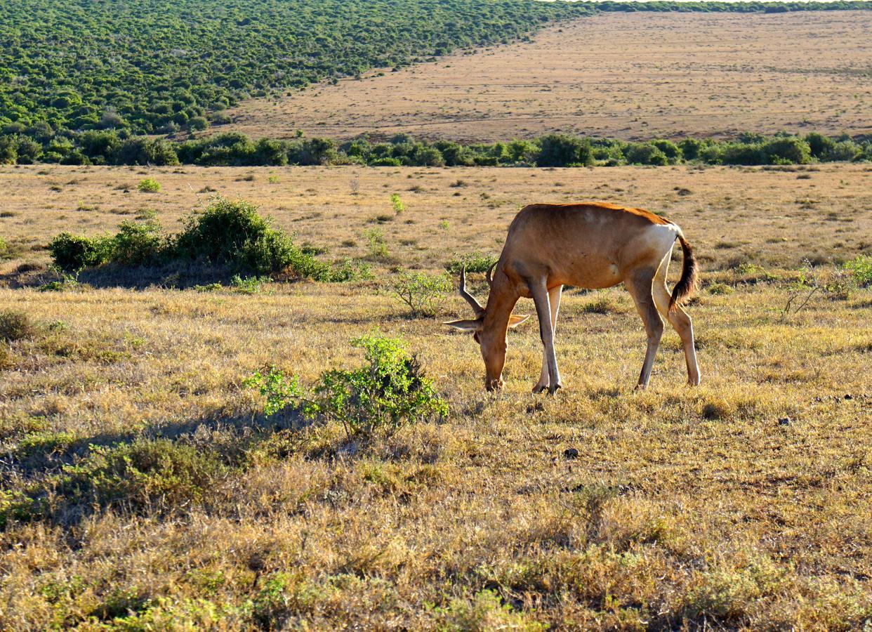 Koedoeskop Private Mountain Reserve Waterford Exterior photo