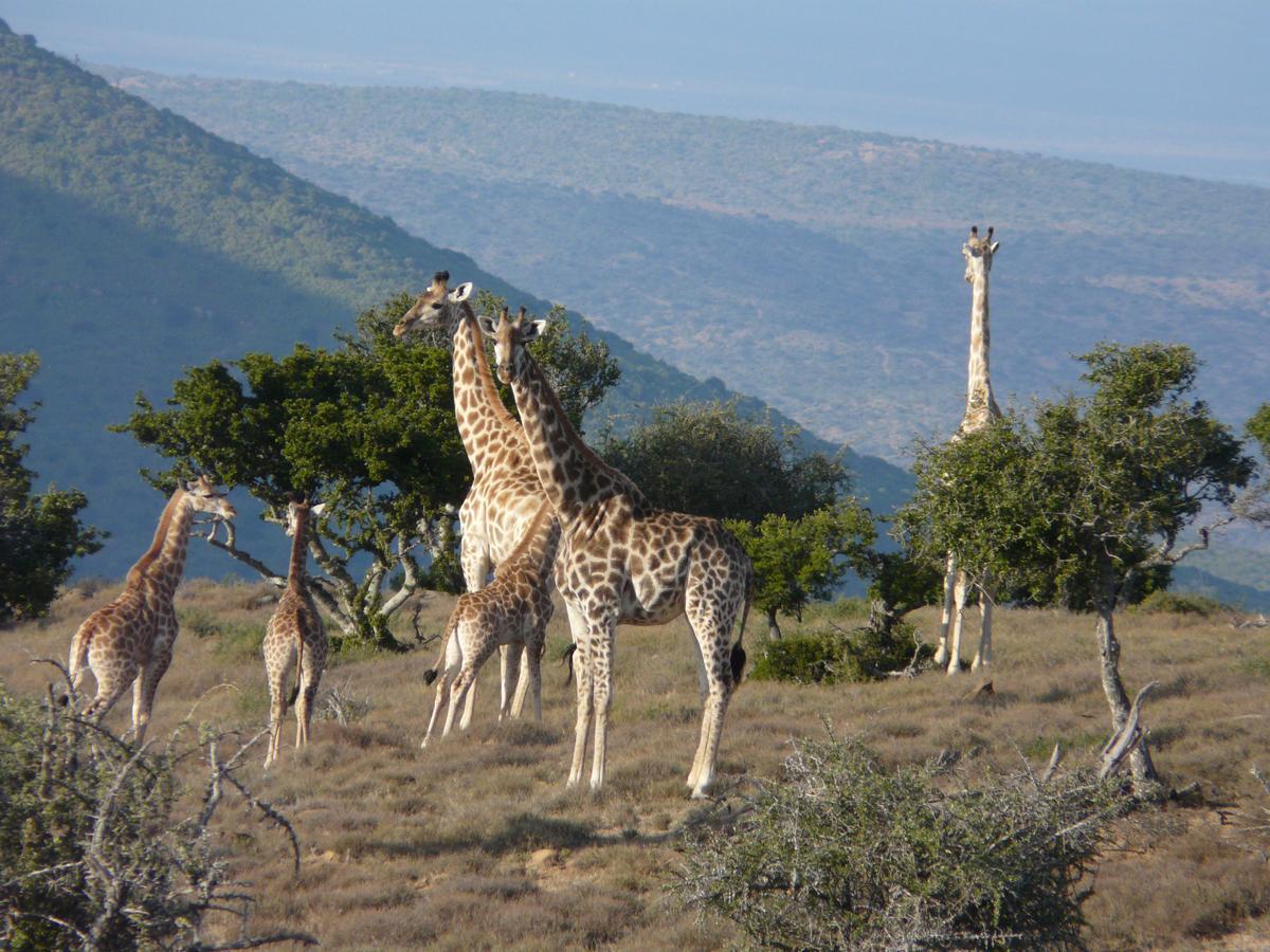 Koedoeskop Private Mountain Reserve Waterford Exterior photo